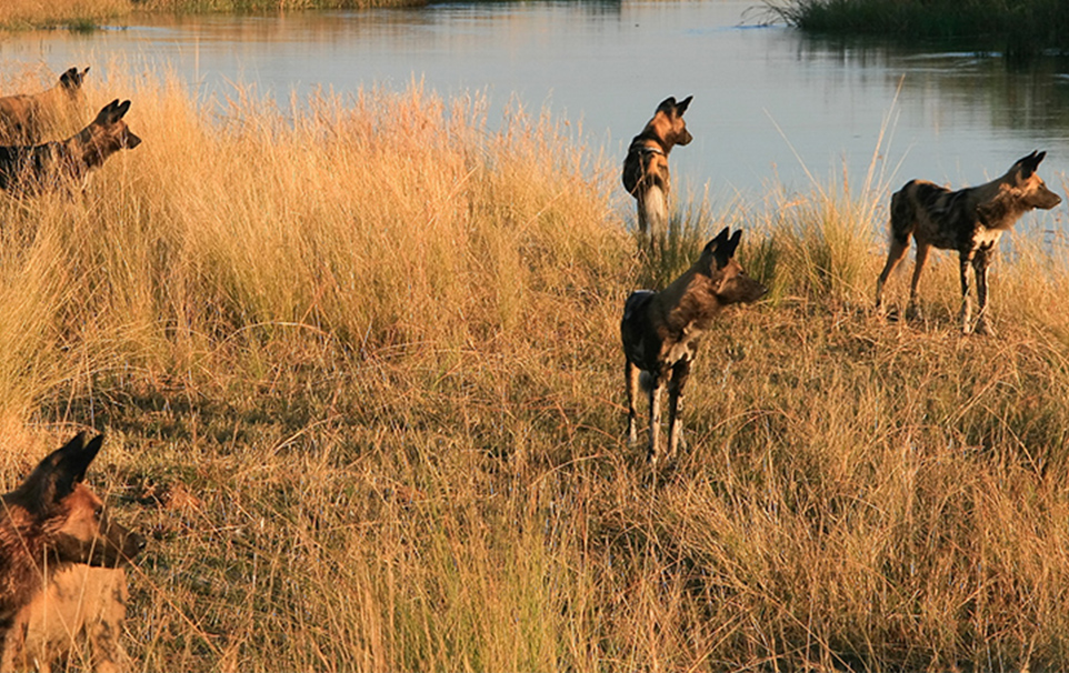 Khwai Concession Trail